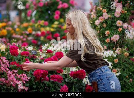 Londra, Regno Unito. 212 maggio, 2023. Costruzione finale al RHS Chelsea Flower Show. Gli espositori hanno messo i ritocchi alle loro esposizioni in vista della Giornata della Stampa e della visita di S.A.R. Re Carlo III e della Regina Camilla domani. La Mostra dei Fiori si svolge dal 22nd maggio al 27th maggio. Credit: Karl Black/Alamy Live News Foto Stock