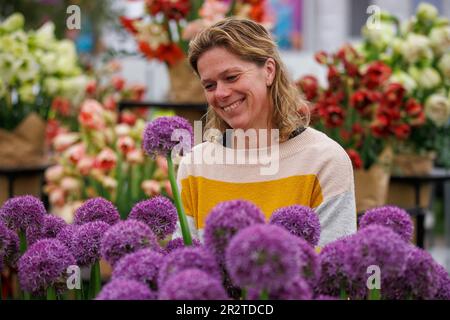 Londra, Regno Unito. 212 maggio, 2023. Costruzione finale al RHS Chelsea Flower Show. Gli espositori hanno messo i ritocchi alle loro esposizioni in vista della Giornata della Stampa e della visita di S.A.R. Re Carlo III e della Regina Camilla domani. La Mostra dei Fiori si svolge dal 22nd maggio al 27th maggio. Credit: Karl Black/Alamy Live News Foto Stock