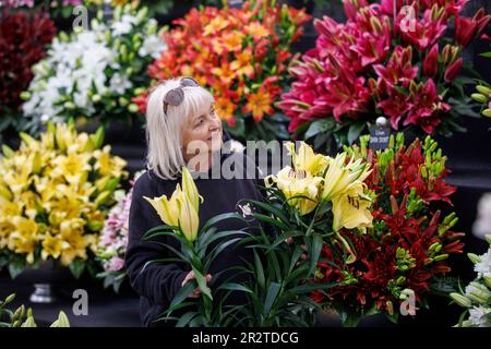 Londra, Regno Unito. 212 maggio, 2023. Costruzione finale al RHS Chelsea Flower Show. Gli espositori hanno messo i ritocchi alle loro esposizioni in vista della Giornata della Stampa e della visita di S.A.R. Re Carlo III e della Regina Camilla domani. La Mostra dei Fiori si svolge dal 22nd maggio al 27th maggio. Credit: Karl Black/Alamy Live News Foto Stock