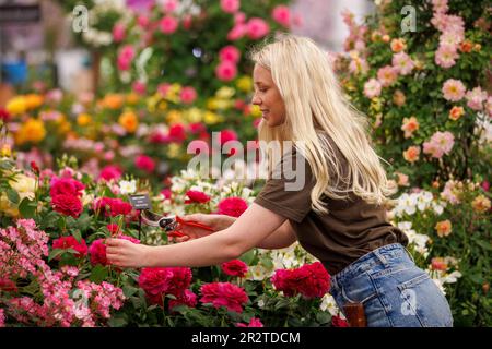 Londra, Regno Unito. 212 maggio, 2023. Costruzione finale al RHS Chelsea Flower Show. Gli espositori hanno messo i ritocchi alle loro esposizioni in vista della Giornata della Stampa e della visita di S.A.R. Re Carlo III e della Regina Camilla domani. La Mostra dei Fiori si svolge dal 22nd maggio al 27th maggio. Credit: Karl Black/Alamy Live News Foto Stock