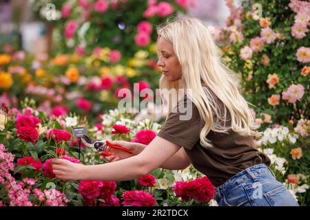 Londra, Regno Unito. 212 maggio, 2023. Costruzione finale al RHS Chelsea Flower Show. Gli espositori hanno messo i ritocchi alle loro esposizioni in vista della Giornata della Stampa e della visita di S.A.R. Re Carlo III e della Regina Camilla domani. La Mostra dei Fiori si svolge dal 22nd maggio al 27th maggio. Credit: Karl Black/Alamy Live News Foto Stock