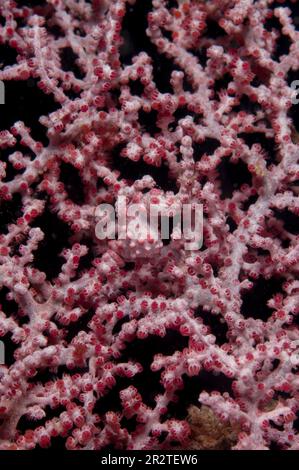 Pygmy Seahorse, Hippocampus bargibanti, mimetizzazione in Sea Fan, Muricella sp, Eel Gardens dive site, Mabul Island, vicino a Sipadan Island, Sabah, Malays Foto Stock