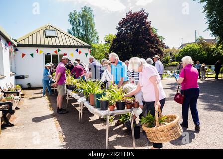 East Budleigh in Bloom Plant sale. Un villaggio situato nel cuore della contea di Devon. Foto Stock