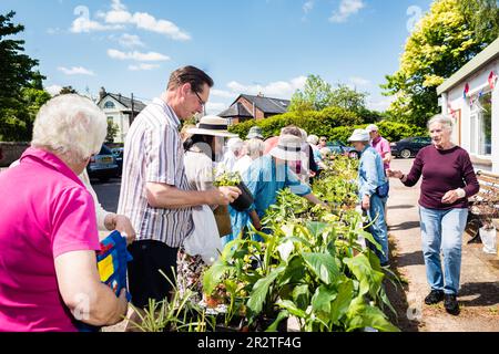 East Budleigh in Bloom Plant sale. Un villaggio situato nel cuore della contea di Devon. Foto Stock