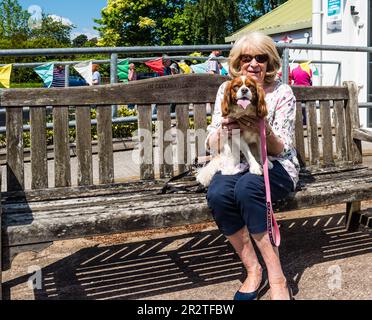 East Budleigh in Bloom Plant sale. Un villaggio situato nel cuore della contea di Devon. Foto Stock