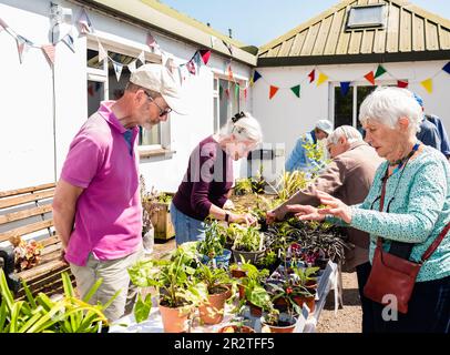 East Budleigh in Bloom Plant sale. Un villaggio situato nel cuore della contea di Devon. Foto Stock