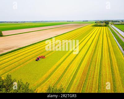 Punto di vista del drone ad angolo alto su Farmer con trattore che smista erba tagliata a Zuidschermer, Paesi Bassi il giorno di primavera overcast in maggio Foto Stock