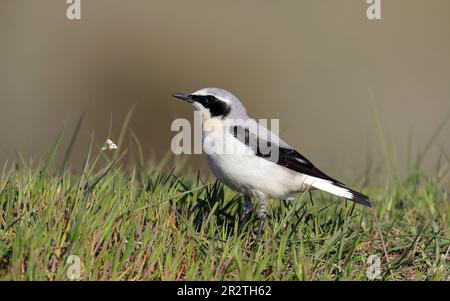 Maschio wheatear, seduto in erba verde Foto Stock