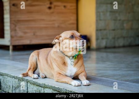 Ritratto di cane di razza mista. Foto Stock