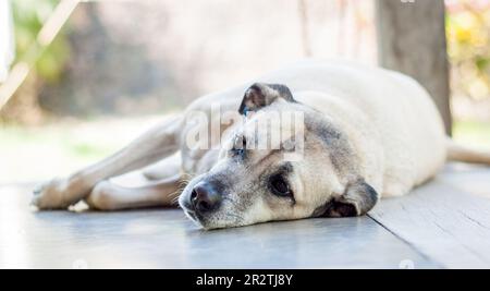 Ritratto di cane di razza mista. Foto Stock