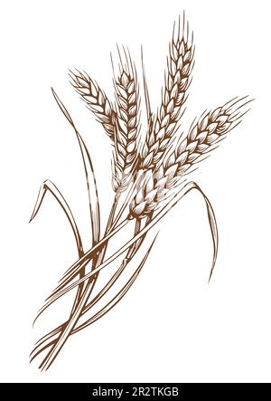 Spighe di spikelets di grano con grani. Elemento di confezionamento alimentare vegetariano biologico. Illustrazione del vettore di schizzo Illustrazione Vettoriale