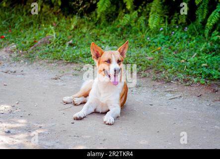 Ritratto di cane di razza mista. Foto Stock