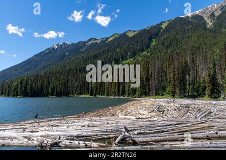 Vista di molti alberi o alberi di driftwood che galleggiano nelle acque di Duffey Lake, BC, Canada nel Duffey Lake Provincial Park lungo l'autostrada 99 con pineta a m Foto Stock