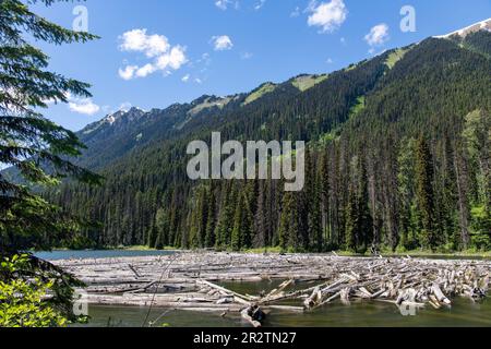 Vista di molti alberi o alberi di driftwood che galleggiano nelle acque di Duffey Lake, BC, Canada nel Duffey Lake Provincial Park lungo l'autostrada 99 con pineta a m Foto Stock