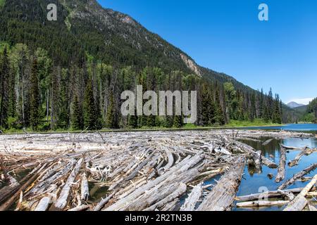 Vista di molti alberi o alberi di driftwood che galleggiano nelle acque di Duffey Lake, BC, Canada nel Duffey Lake Provincial Park lungo l'autostrada 99 con pineta a m Foto Stock