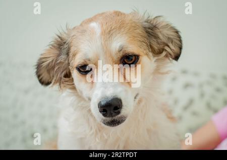 Ritratto di cane di razza mista. Foto Stock