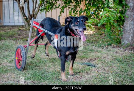 cane nero disabile con sedia a rotelle Foto Stock