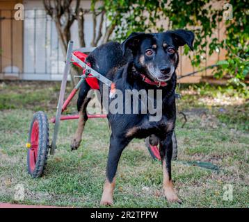 cane nero disabile con sedia a rotelle Foto Stock