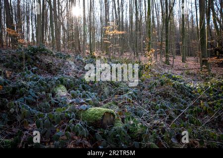 Hoarfrost in una foresta ai monti Ardey vicino Herdecke, Renania settentrionale-Vestfalia, Germania Raureif in einem Wald im Ardeygebirge bei Herdecke, Nordrh Foto Stock