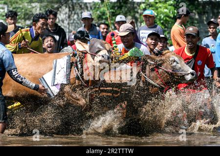 Probolinggo, Indonesia. 21st maggio, 2023. La gente partecipa al Karapan Sapi Brujul, un tradizionale evento di corse di tori, a Probolinggo, Indonesia, il 21 maggio 2023. Credit: Notizie dal vivo su Sahlan Kurniawan/Xinhua/Alamy Foto Stock