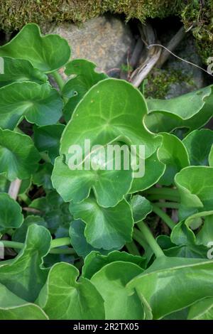 piante frondose selvatiche succulente accanto al muschio nel mezzo della foresta Foto Stock