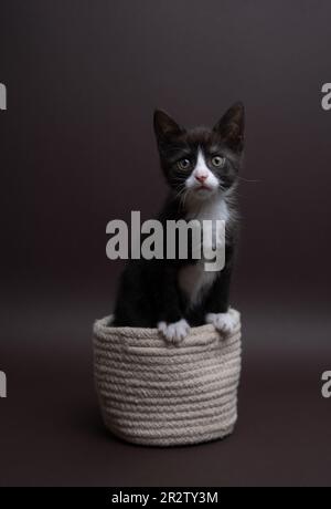 Fotografia verticale di un gattino da tuxedo all'interno di un piccolo cestino. Il gatto guarda teneramente la macchina fotografica, il colore di sfondo è marrone scuro Foto Stock