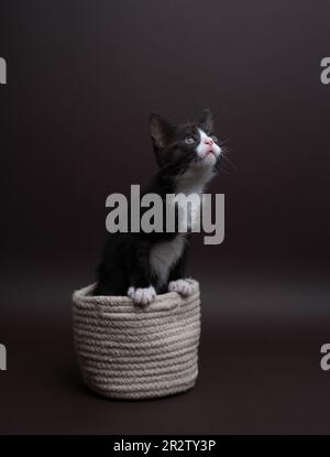Fotografia verticale di un gattino da tuxedo scattato in uno studio fotografico. Il gatto guarda lo spazio di copia, il colore di sfondo è neutro. Foto Stock