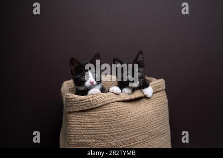 Due gattini che escono da una borsa di iuta. I gattini si stanno appoggiando fuori con le loro due piccole zampe fuori che osservano curiose. Foto studio su sfondo marrone Foto Stock