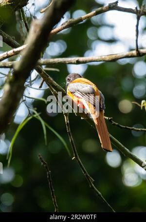 Un trogon Malabar arroccato su un alto ramo di alberi sulle spesse giungle alla periferia di thattekad, Kerala Foto Stock