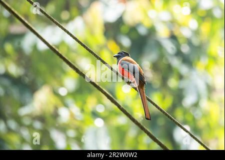 Un trogon Malabar arroccato su un alto ramo di alberi sulle spesse giungle alla periferia di thattekad, Kerala Foto Stock