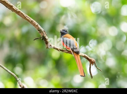 Un trogon Malabar arroccato su un alto ramo di alberi sulle spesse giungle alla periferia di thattekad, Kerala Foto Stock