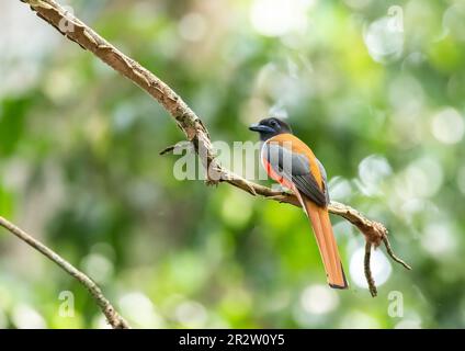 Un trogon Malabar arroccato su un alto ramo di alberi sulle spesse giungle alla periferia di thattekad, Kerala Foto Stock