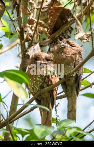 Una bocca di rana di Srilanka arroccata su un ramo di alberi alla periferia di Thattekad, Kerala Foto Stock
