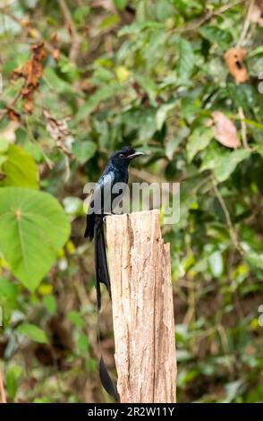 Un drongo a coda di razzo arroccato su una cima dell'albero alla periferia di Thattekad, Kerala Foto Stock