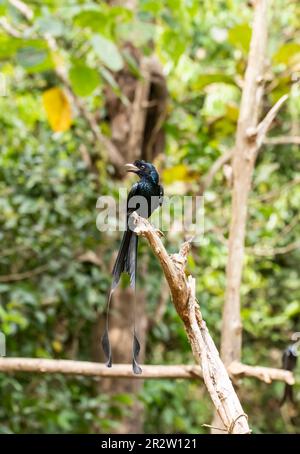 Un drongo a coda di razzo arroccato su una cima dell'albero alla periferia di Thattekad, Kerala Foto Stock