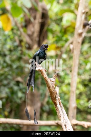 Un drongo a coda di razzo arroccato su una cima dell'albero alla periferia di Thattekad, Kerala Foto Stock