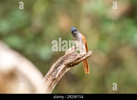 Un uccello femmina del paradiso asiatico è arroccato su un ramo di alberi alla periferia di Thattekad, Kerala Foto Stock