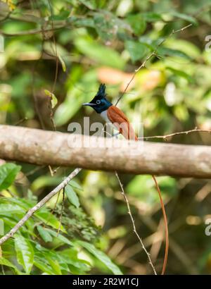 Un uccello femmina del paradiso asiatico è arroccato su un ramo di alberi alla periferia di Thattekad, Kerala Foto Stock