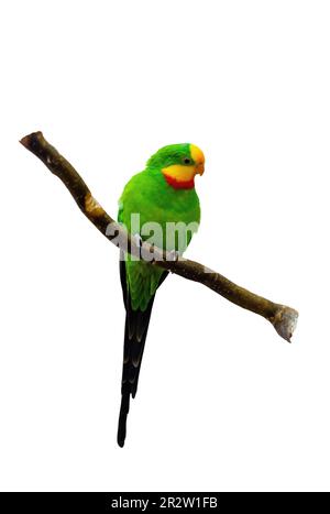 Superbo pappagallo politelis swaissonii bellissimo uccello su ramo di legno, verde brillante piume colori Foto Stock