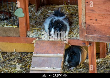 Porcellini di Guinea nel giardino Foto Stock