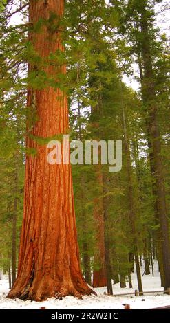 Sequoia gigante nel Parco Nazionale di Yosemite Foto Stock