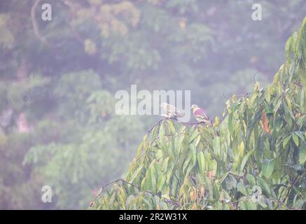 Un piccione verde dalla facciata grigia arroccato su un albero da frutto nelle profonde giungle alla periferia di Thattekad, Kerala Foto Stock