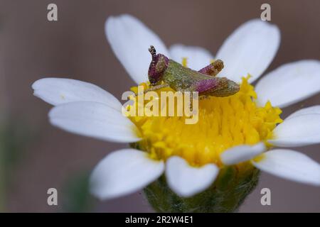 Cavalletta giovanile a corna corta (Pezotettix giornae) su un fiore Foto Stock