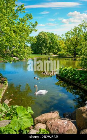 Anatre e cigni degli uccelli acquatici nuotano nel laghetto del parco Krasinski Foto Stock