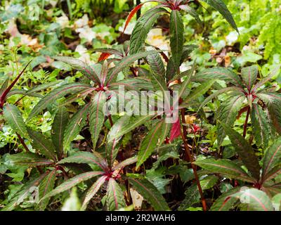 Fogliame rosso venato palmate della dura perenne occupato lizzie, Impatiens omeiana 'nervi rosa' Foto Stock