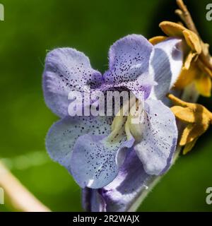 Fiori di primavera tardivi macchiati blu dell'albero di drago deciduo zaffiro in rapida crescita, Paulownia kawakamii Foto Stock