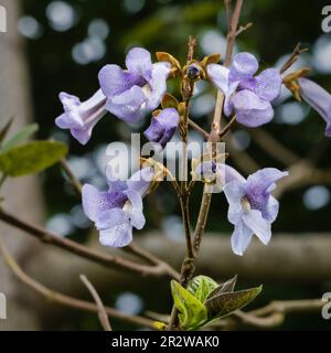 Fiori di primavera tardivi macchiati blu dell'albero di drago deciduo zaffiro in rapida crescita, Paulownia kawakamii Foto Stock