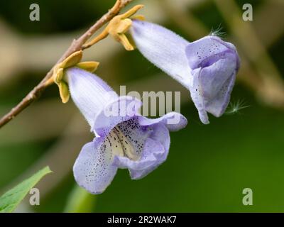 Fiori di primavera tardivi macchiati blu dell'albero di drago deciduo zaffiro in rapida crescita, Paulownia kawakamii Foto Stock