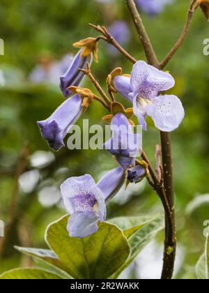 Fiori di primavera tardivi macchiati blu dell'albero di drago deciduo zaffiro in rapida crescita, Paulownia kawakamii Foto Stock