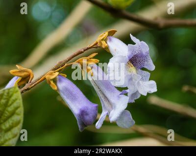 Fiori di primavera tardivi macchiati blu dell'albero di drago deciduo zaffiro in rapida crescita, Paulownia kawakamii Foto Stock